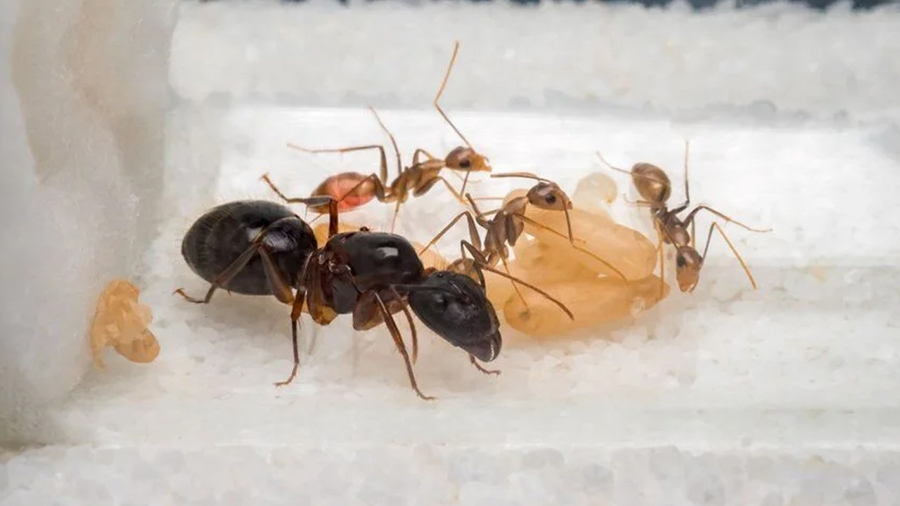 Karıncaların gizli yeteneği keşfedildi bilim insanları şaşkın: Üç denemede çözdüler