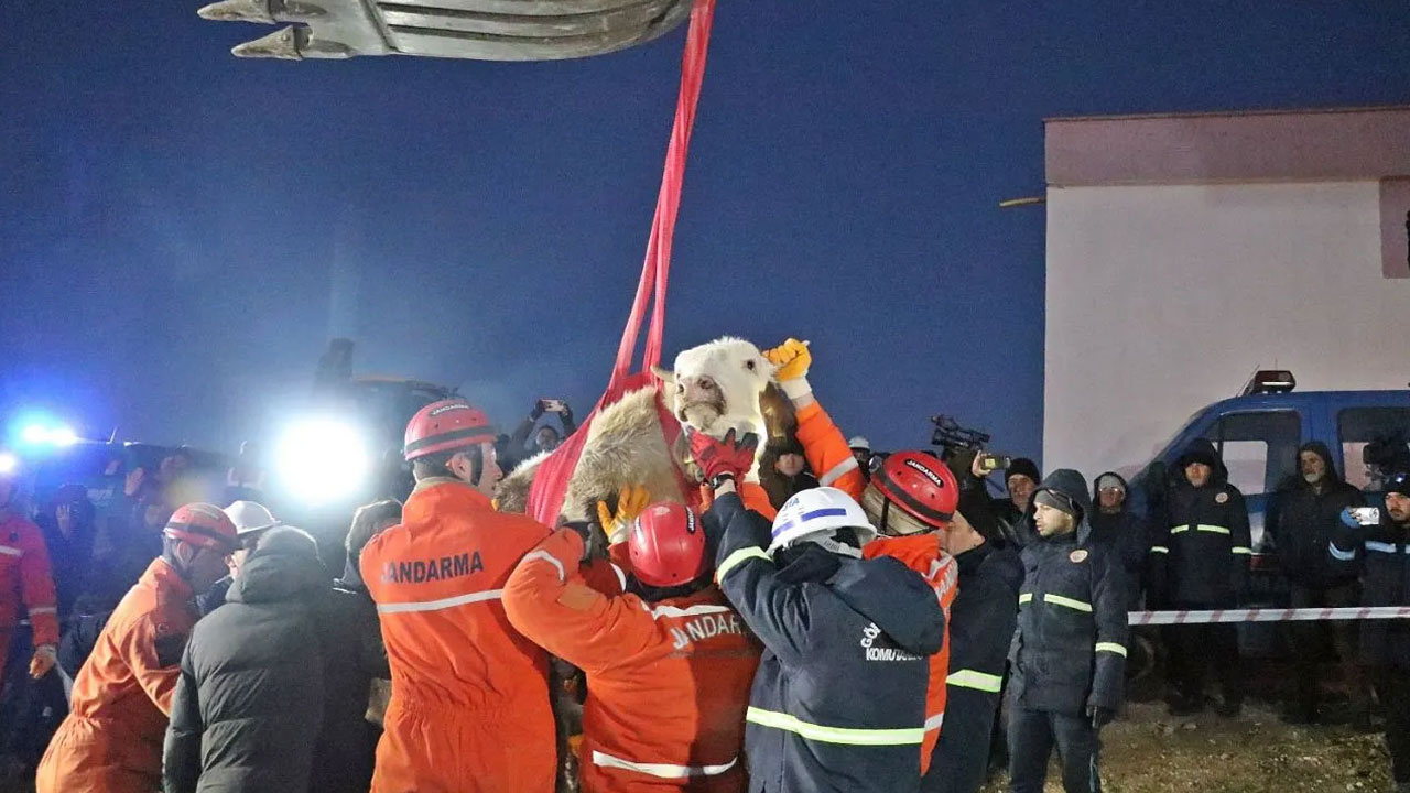 11 gün enkazda kalan 'Bircan' isimli inek kurtarıldı