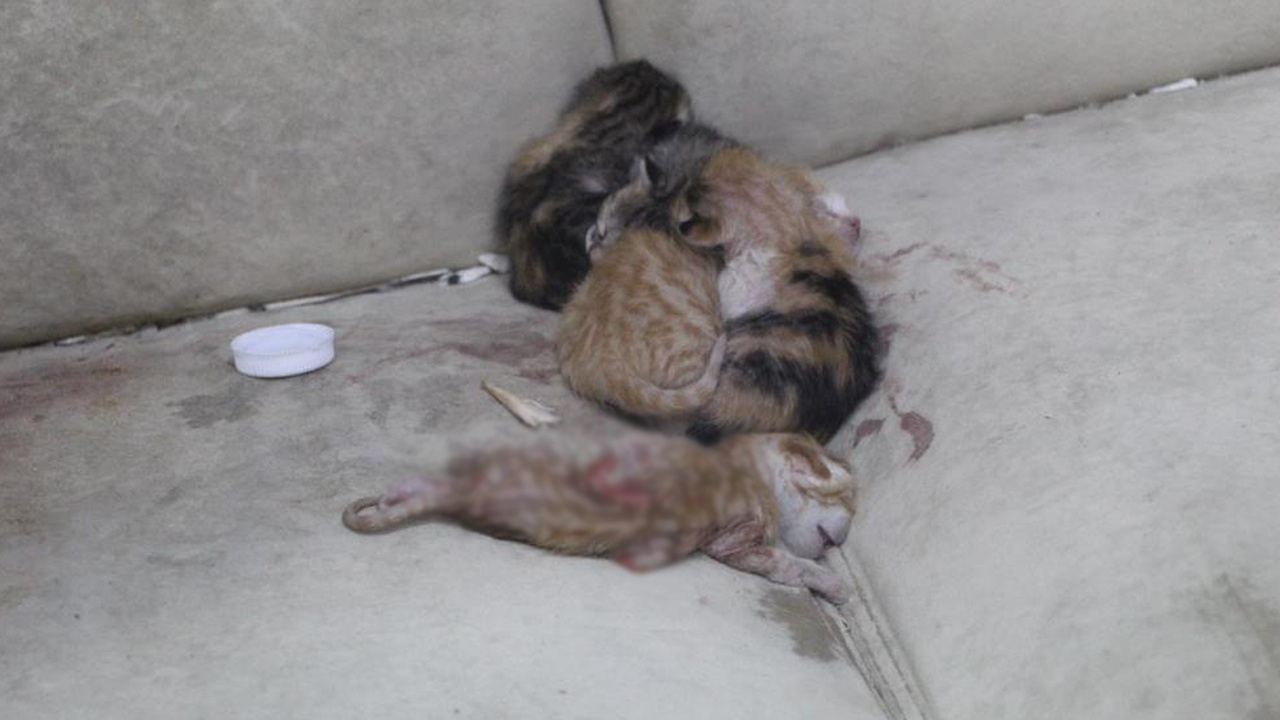 Depremde mahsur kaldı doğum yaptı! 10 gün sonra fark edilen kedi açlıktan yavrusunu yedi