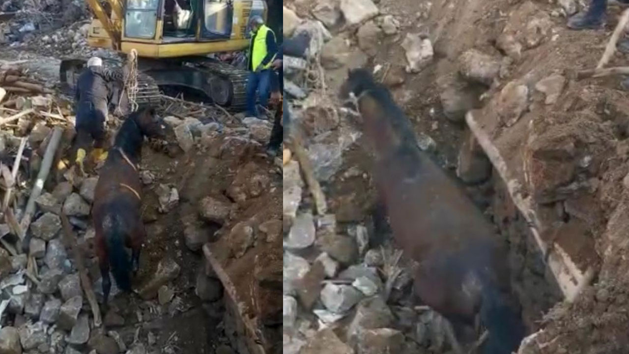 Depremin 20’nci gününde bir at enkazdan canlı olarak kurtarıldı