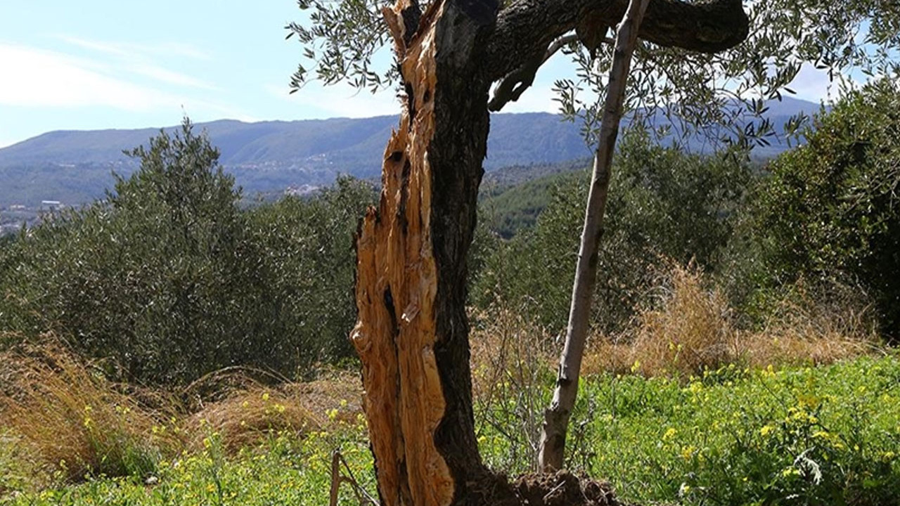 Hatay'da 80 yıllık zeytin ağacı depremde ikiye bölündü