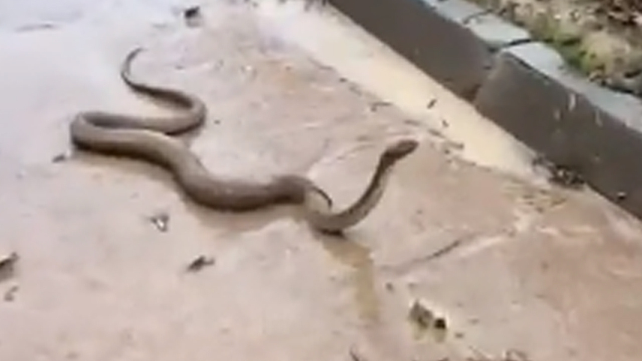 Şanlıurfa'da sel kış uykusundaki yılanları ortaya çıkardı