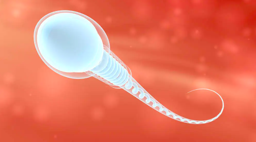 Sperm tube. Мужская семенная жидкость. Сперматозоидная жидкость. Сперматозоид картинка. Сперматозоид мультяшный.