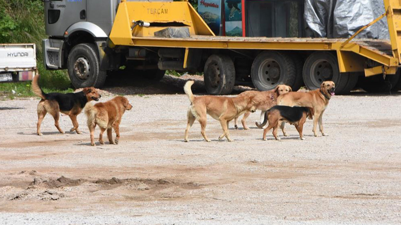 Sinop'ta İnsanlara Saldıran Sahipsiz Köpekler Toplandı