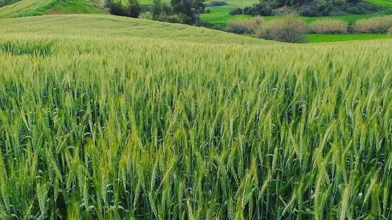 Antalya Serik'te  50 bin ton buğday ve arpa rekoltesi bekleniyor