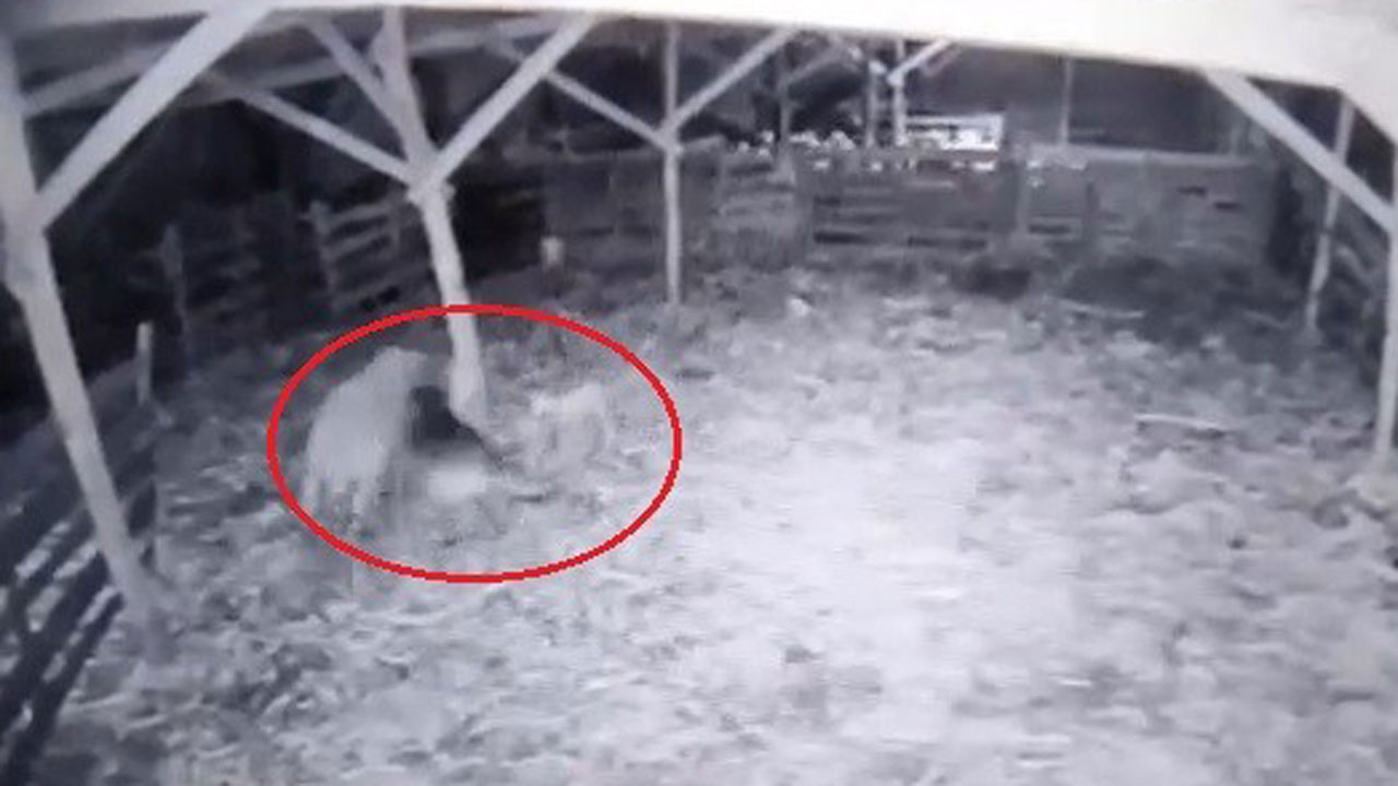 Kurt ahıra girdi koyunlara böyle saldırdı kuzuyu alıp kaçma anları güvenlik kamerasında