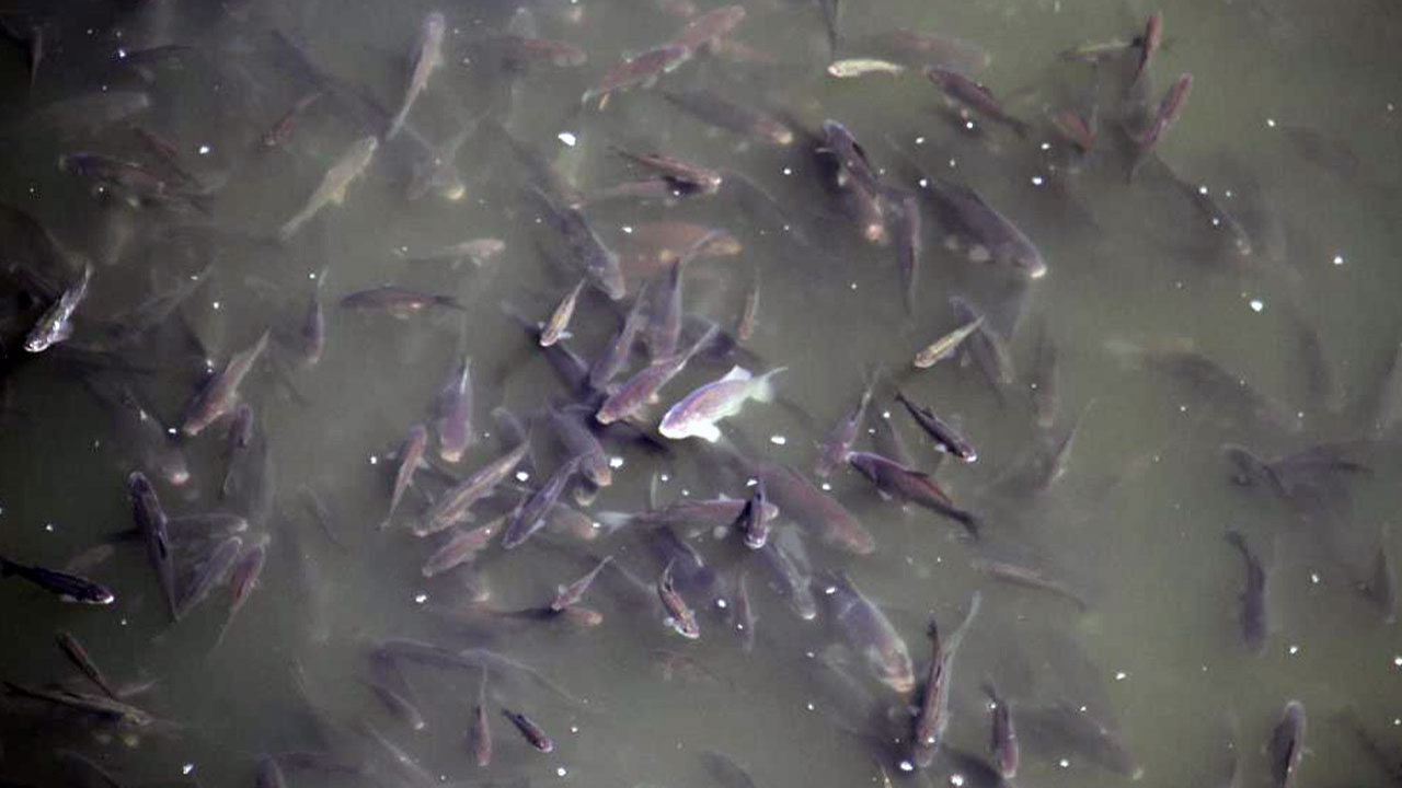 Beyşehir gölünde balık bereketi. 10 binlerce yavru balık var