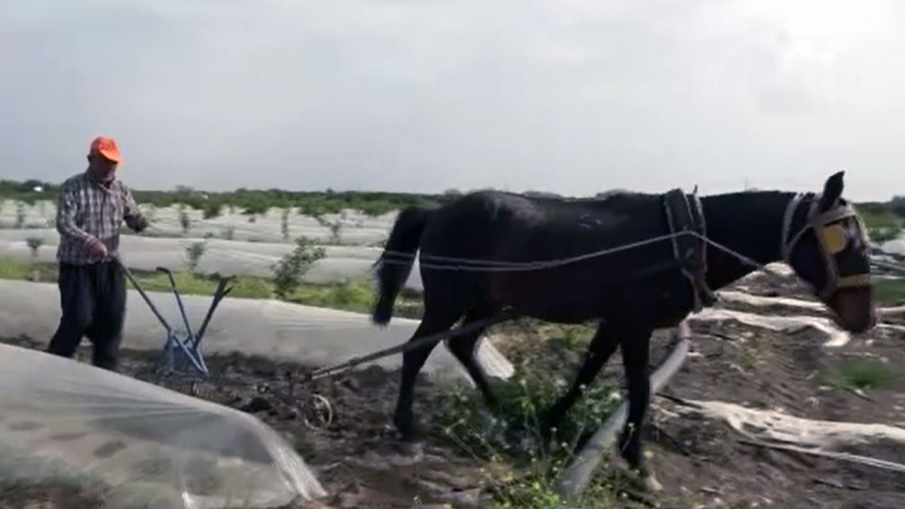 Adana'da tarlalar kara sabanla sürüldü