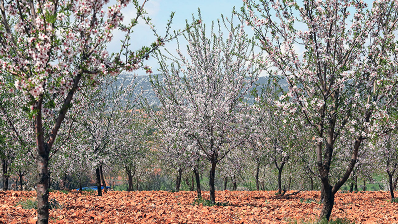 Adıyaman'da çiçek açan badem ağaçları çiftçilerin umudu oldu