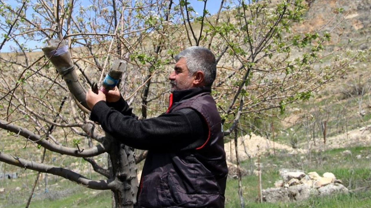Tunceli'de 36 yıldır dağlardaki verimsiz ağaçları aşılıyor