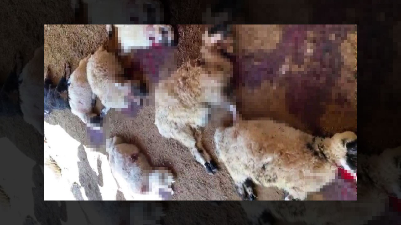 Diyarbakır'da ağıla giren köpek sürüsü yaklaşık 40 koyunu telef etti