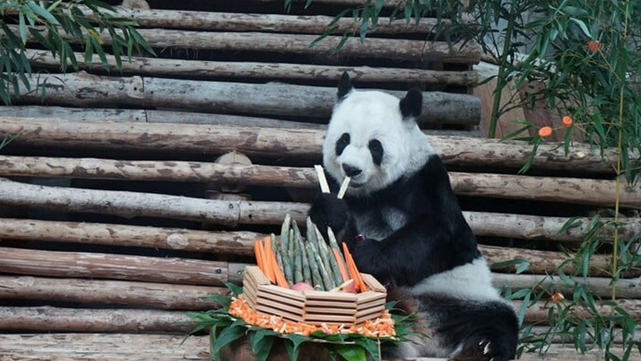 Tayland'da dev panda Lin Hui, 21 yaşında hayatını kaybetti