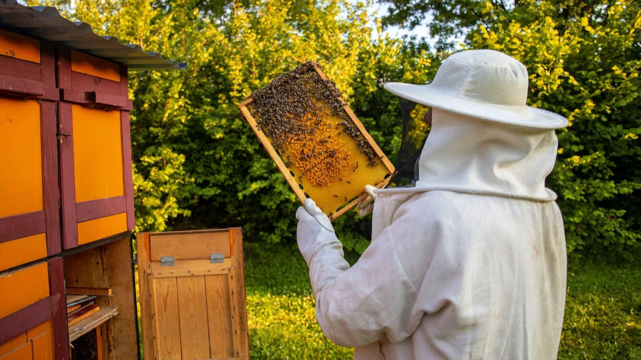 Kocaeli'de arıcılara 55 ton arı yemi desteği verildi