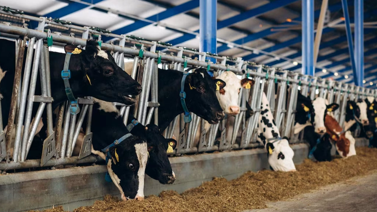 Et ve Süt Kurumu'ndan piyasaya daha etkin müdahale için "besi çiftliği" hamlesi