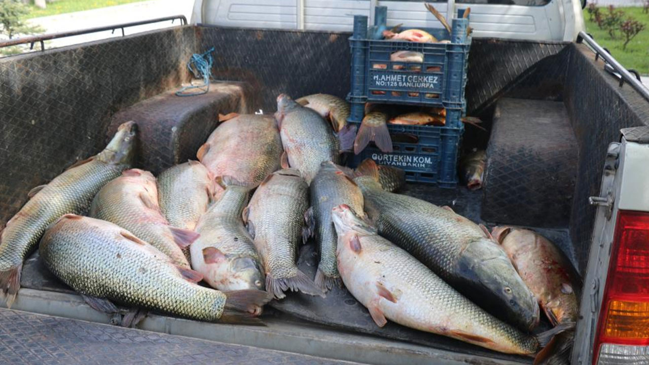 Elazığ’da kaçak avlanmış 2,5 ton balık ele geçirildi