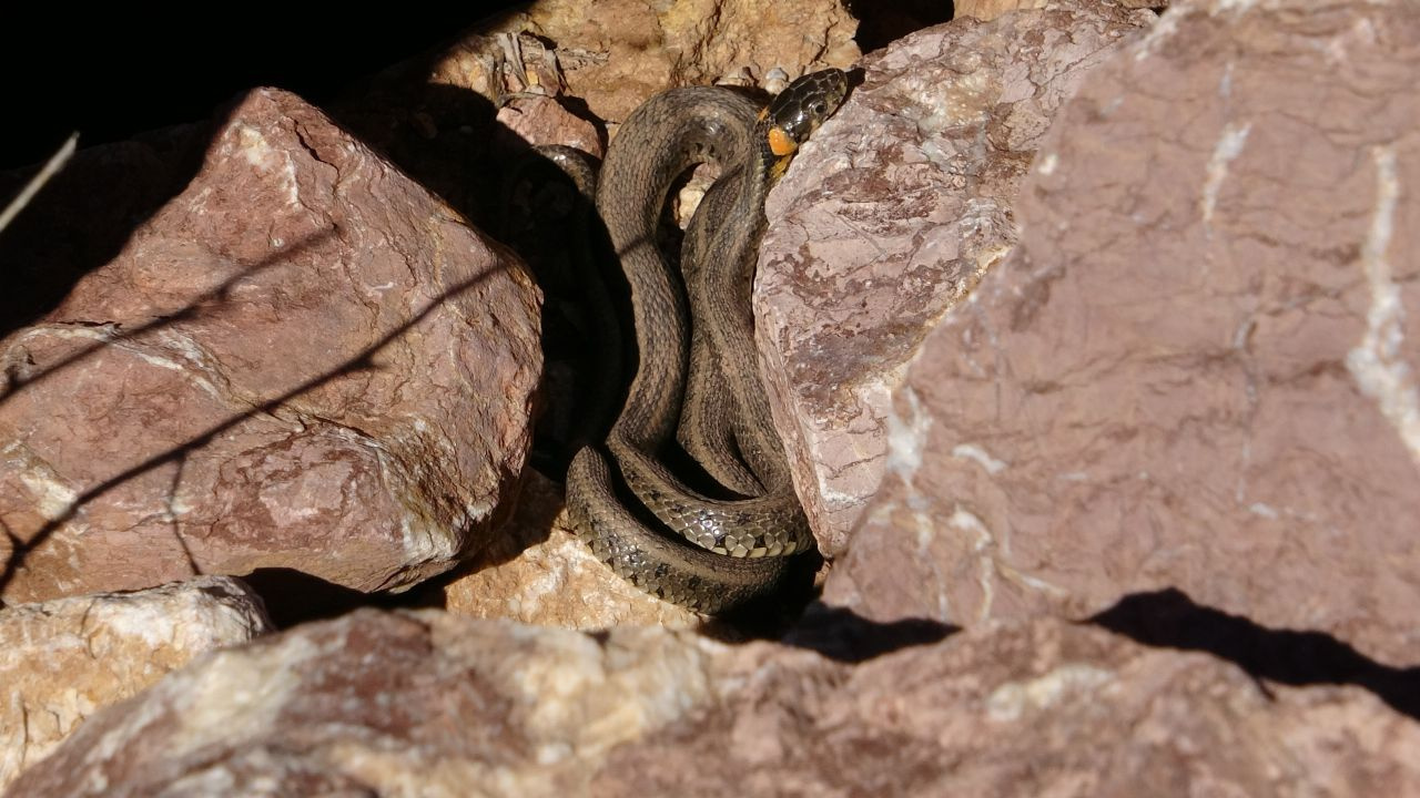 İspanya'daki yılan adası değil Van 'Yılan Pınarı'... Havalar ısınınca yüzlerce yılan çıktı...