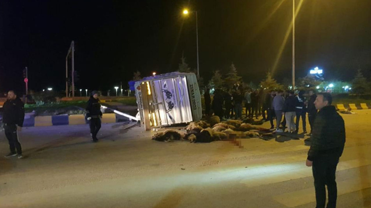 Van'da trafik kazası: 25 hayvan telef oldu
