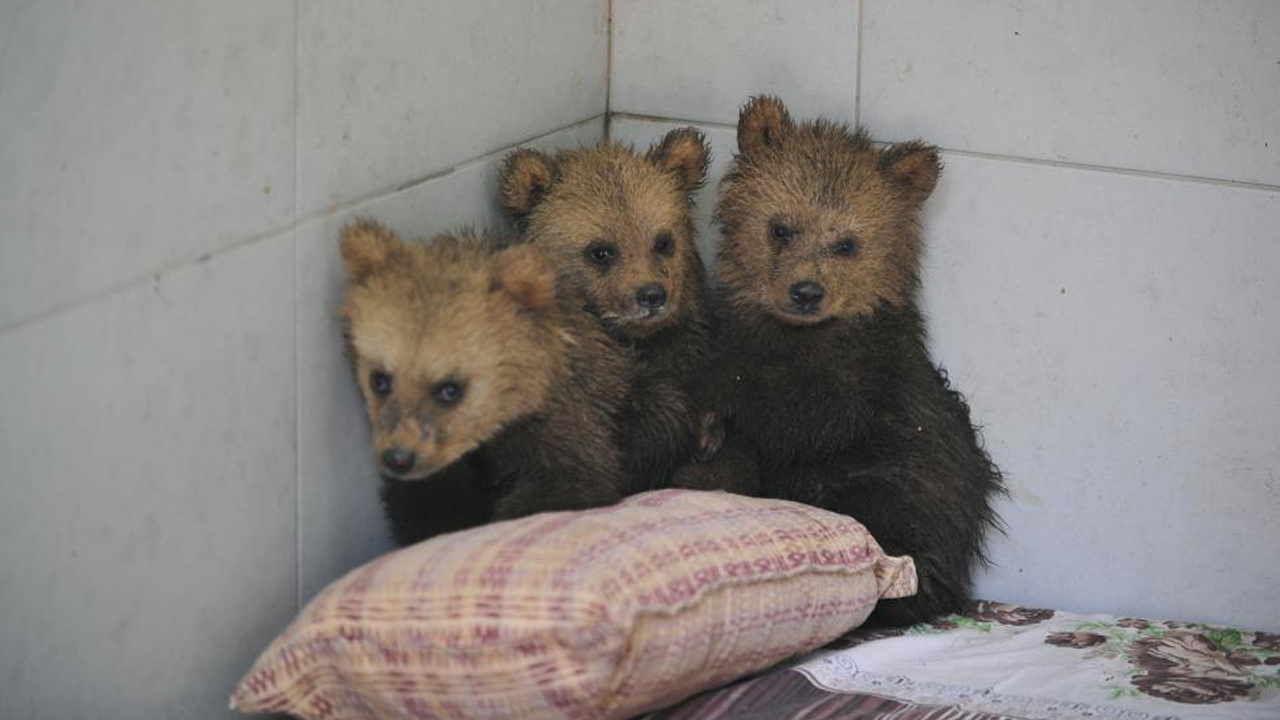Annelerini kaybeden 2,5 aylık sevimli ayılar barınağın yeni maskotları oldu