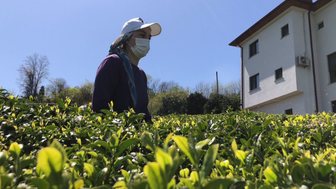 ÇAYKUR, 2023 yılı yaş çay sezonunu açtı