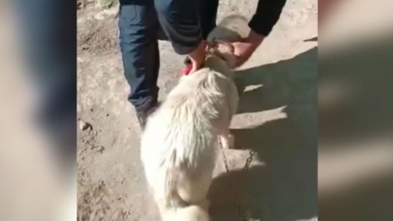 Kayseri'de başı bidona sıkışan köpek böyle kurtarıldı
