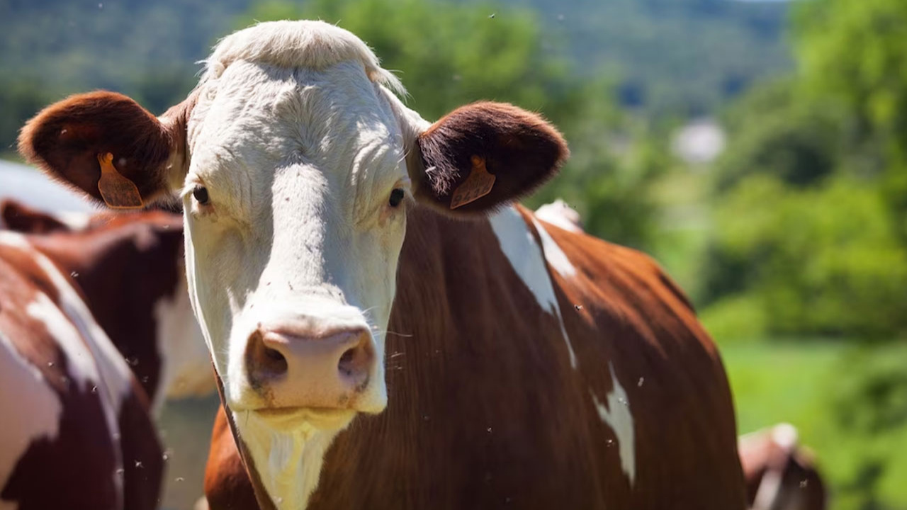 Güney Kore, şap hastalığı nedeniyle çok sayıda sığırı itlaf edecek