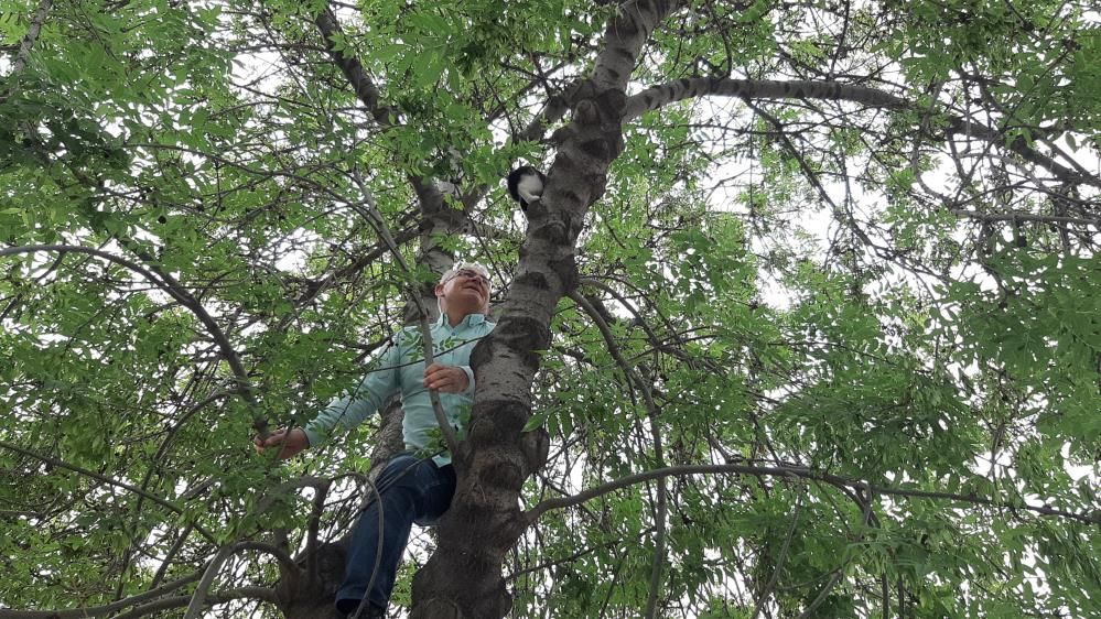 Seçimi bıraktı, canını hiçe saydı! Yavru kediyi kurtarmak için ağaca tırmandı