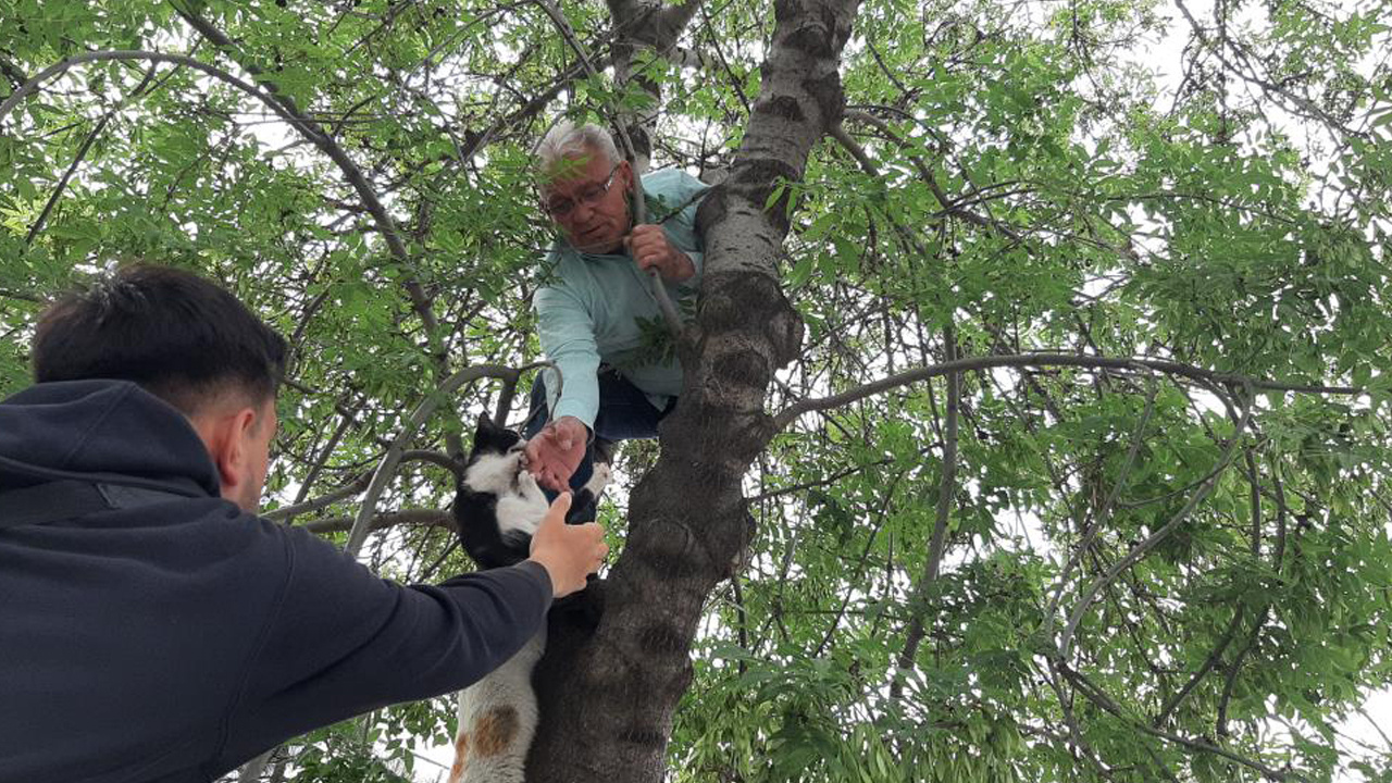 Seçimi bıraktı, canını hiçe saydı! Yavru kediyi kurtarmak için ağaca tırmandı
