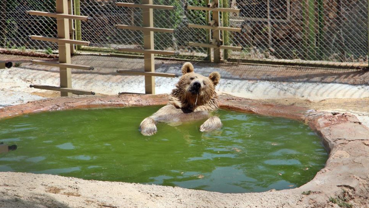 Sıcaktan bunalan boz ayı ailesinin havuz keyfi! Sudan çıkmak bilmedi böyle poz verdi