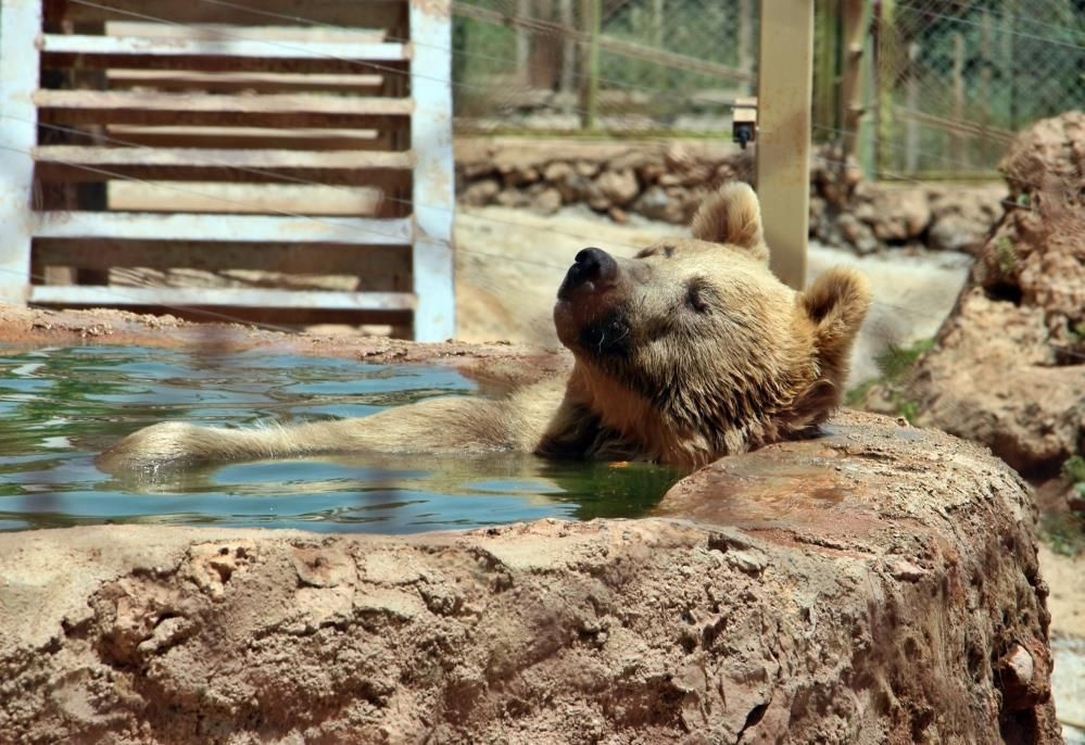 Sıcaktan bunalan boz ayı ailesinin havuz keyfi! Sudan çıkmak bilmedi böyle poz verdi