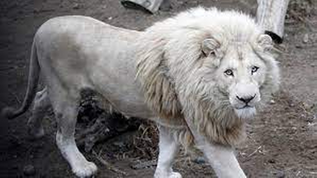 Nesli tükenmekte olan Afrika beyaz aslanlarından biri İran'da 4 yavru dünyaya getirdi