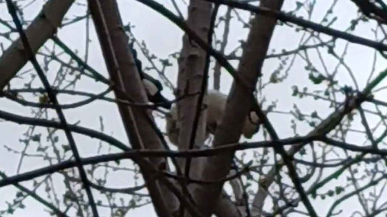 Saksağan ağaçtaki kediyi gagasıyla vurarak düşürmeye çalıştı