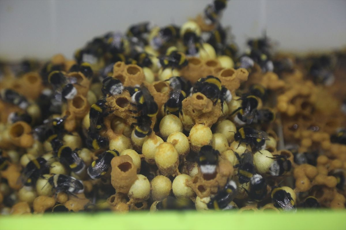 Dünyayı onlar kurtaracak! İşte Ordu'da yetiştirilen "Bombus" arıları!