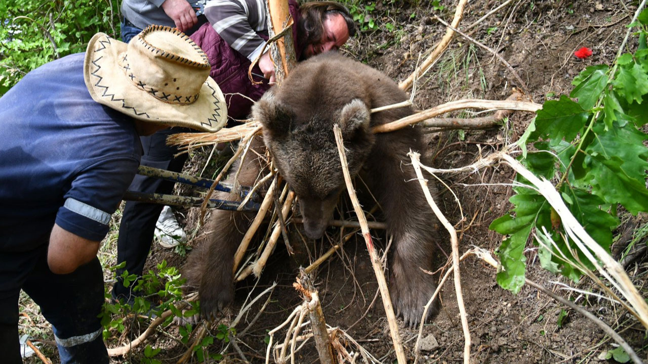 Trabzon'da ayağı çelik tele takılan ayı böyle kurtarıldı!