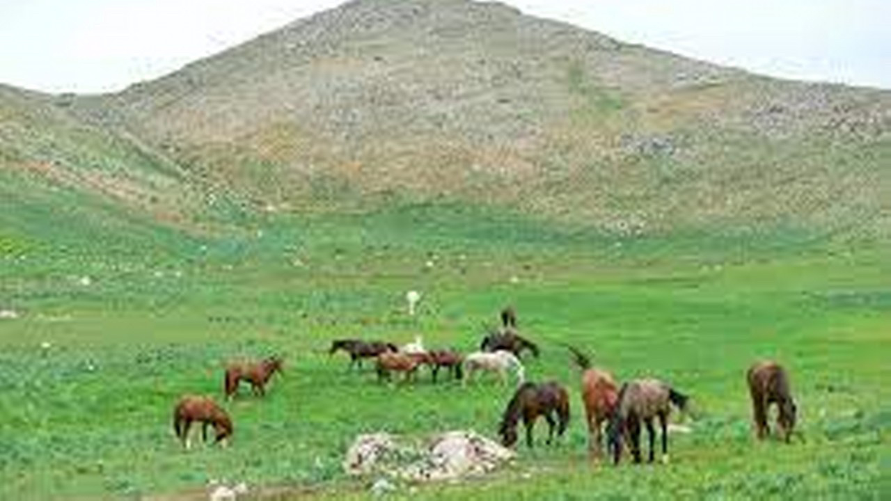 At Yaylası, yeşillenen otlaklarıyla yılkı atlarını ve hayvan sürülerini ağırlıyor