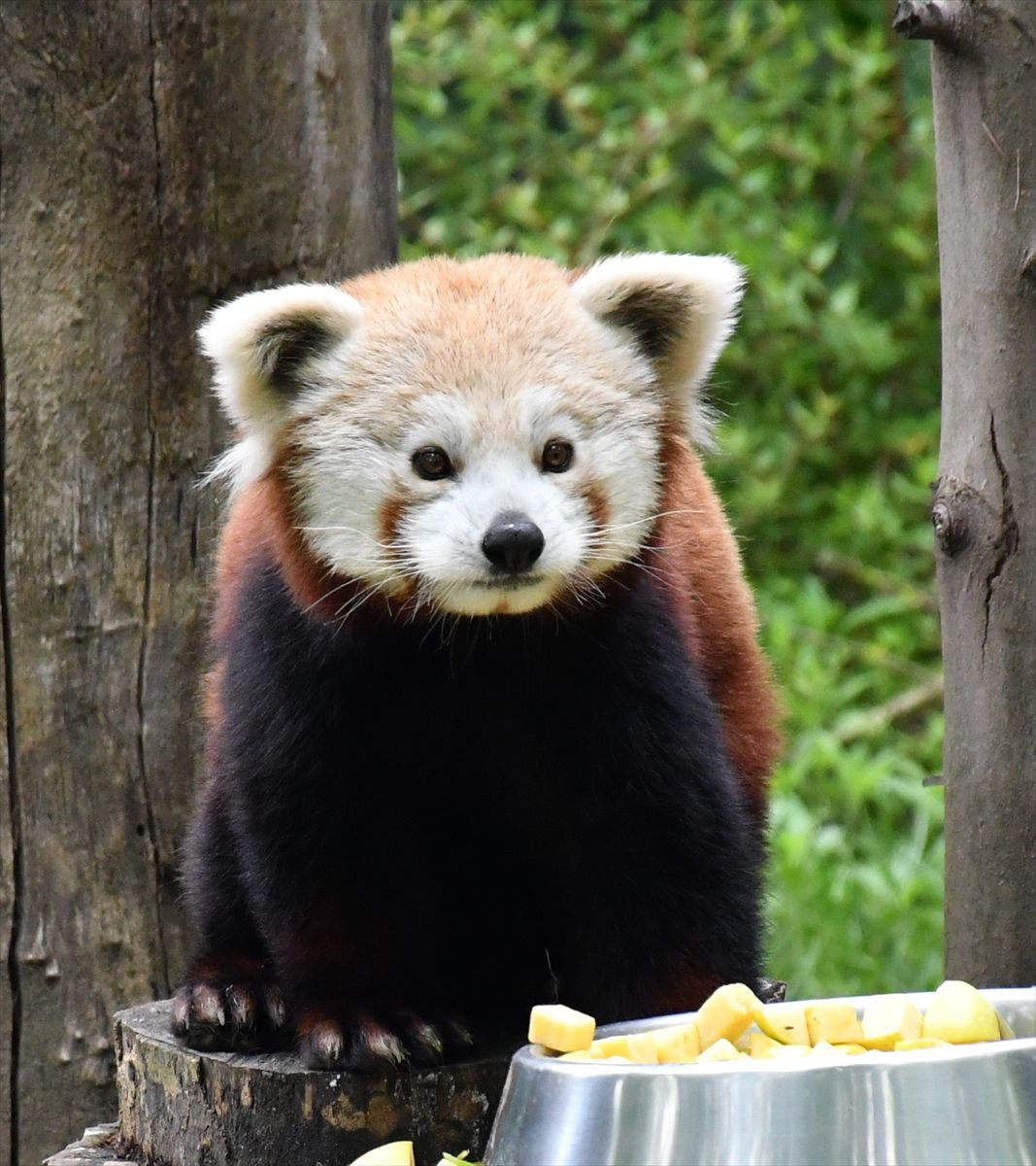 Bursa'nın yeni sevimlisi kızıl panda yuvasına kavuştu