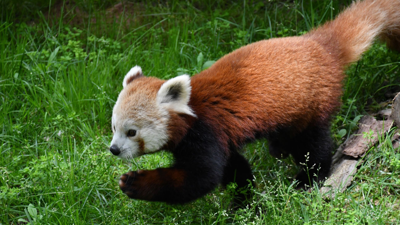 Bursa'nın yeni sevimlisi kızıl panda yuvasına kavuştu