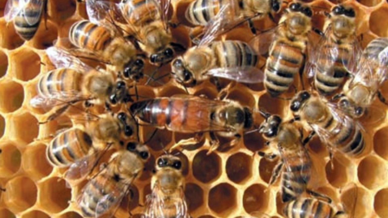 Yılda 5 bin kraliçe arı üretiyor, tanesini 300 liradan satıyor!