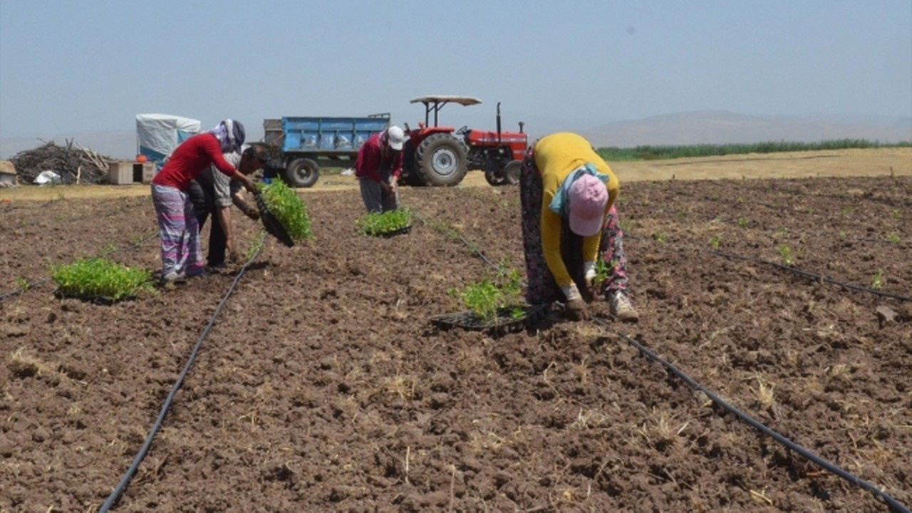 Edirne'de üreticilere dağıtılan yüzde 75 hibeli karpuz fideleri toprakla buluşturuldu