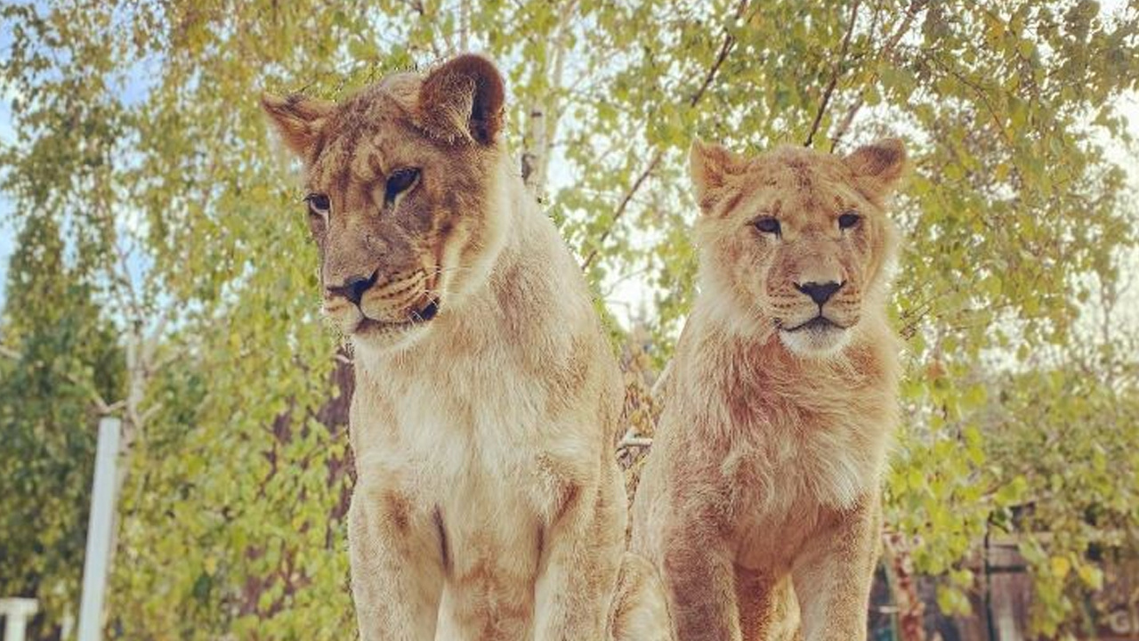 Antalya'da hayvanat bahçesinde dehşet! 4 yaşındaki çocuk aslanın saldırısına uğradı