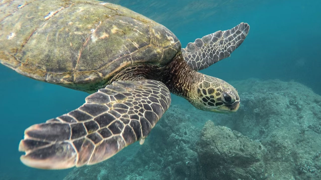 Panama'da deniz kaplumbağalarına yasal haklar verildi
