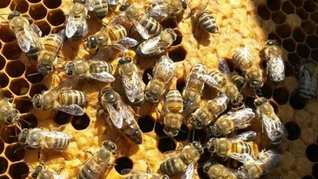 Kırklareli'de bin 400 arı kovanı dağıtıldı, hedef mevcut 80 bini 250 bine çıkarmak