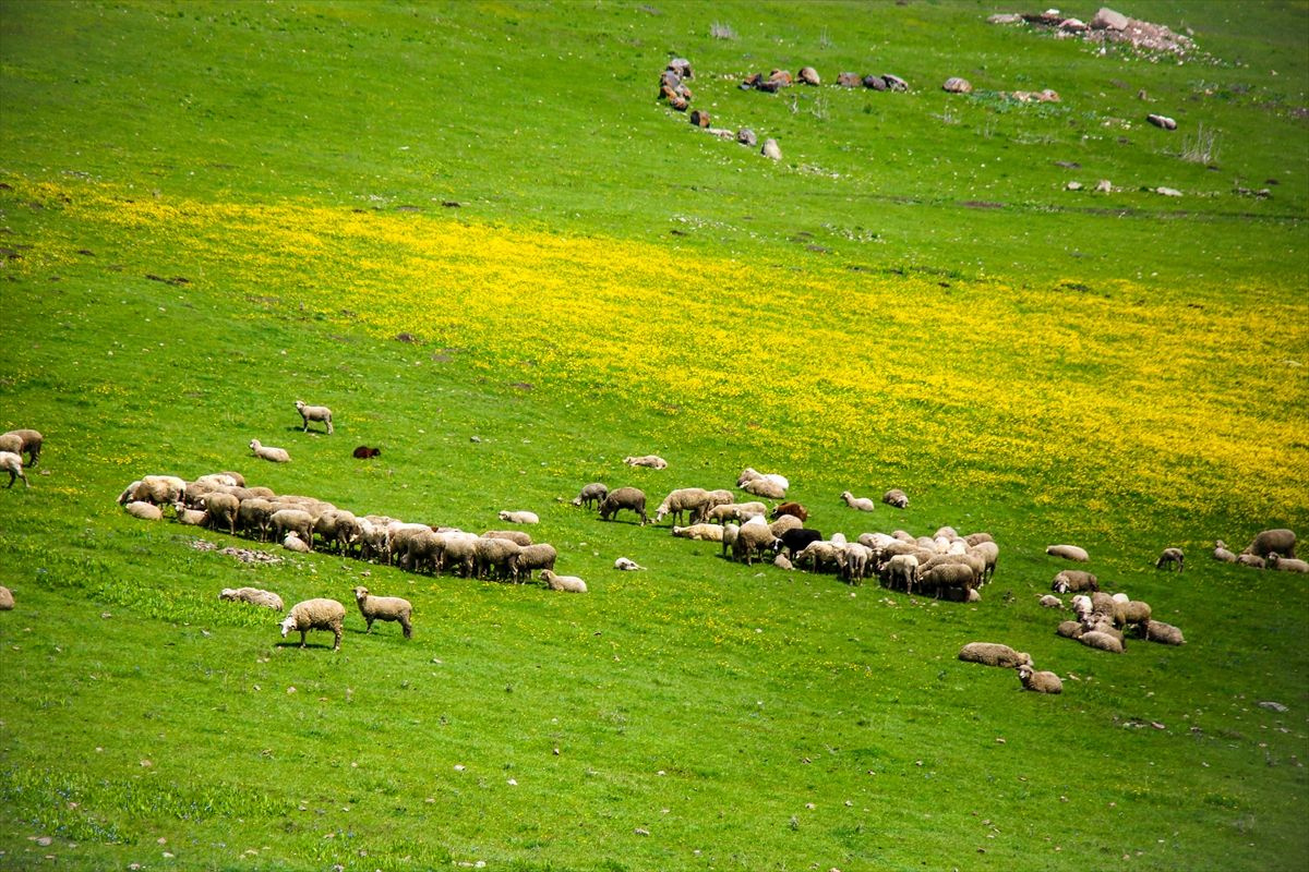 Ardahan'daki Şerefin Dağı ve Üç Tepeler canlandı! Muhteşem görüntüler