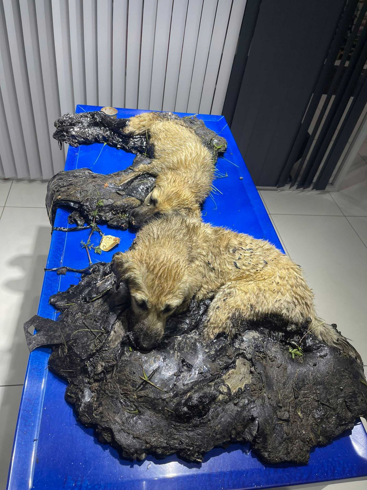 Kayseri'de zifte yapışan yavru köpekler böyle kurtarıldı