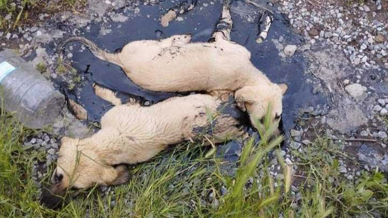 Kayseri'de zifte yapışan yavru köpekler böyle kurtarıldı