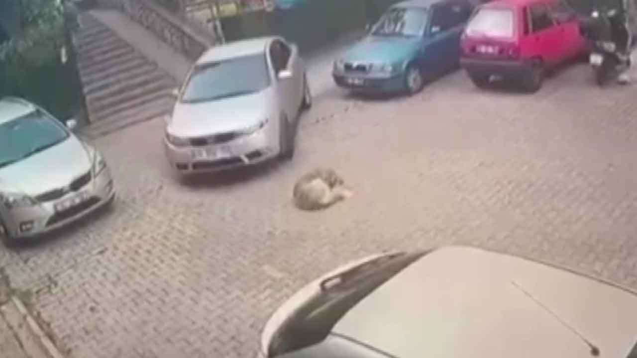 İstanbul'da yerde yatan köpeği otomobiliyle ezerek telef etti! Korkunç görüntüler kamerada