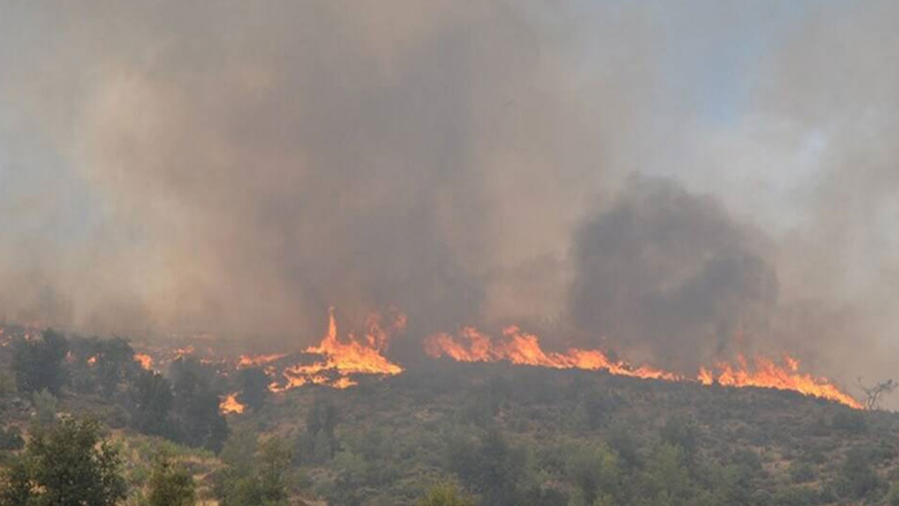 Kazakistan'da orman yangını! 60 bin hektardan fazla alan yanıyor!