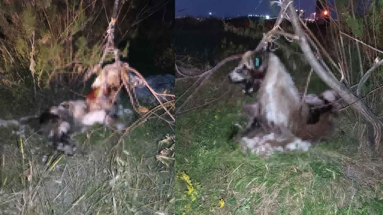Bunun adı vahşet! Ankara'da kan donduran görüntüler: 17 köpek ağaca asılmış halde bulundu!