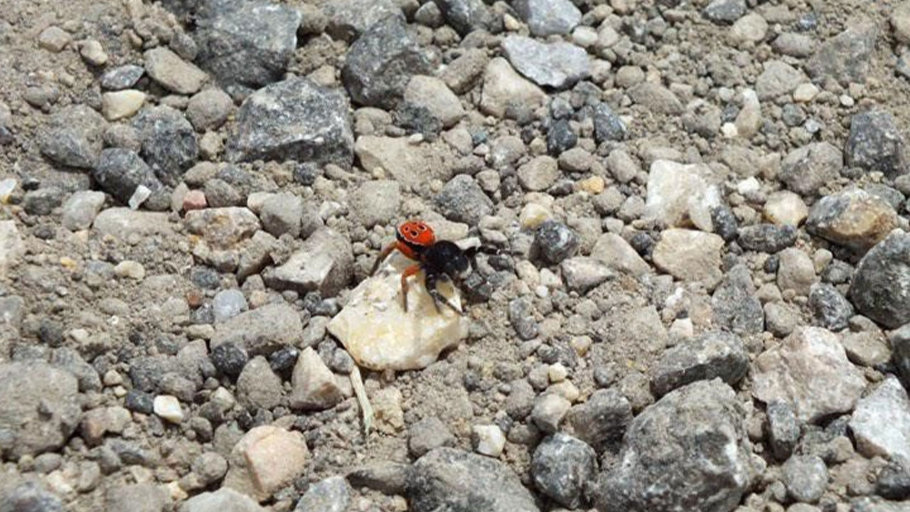 Eskişehir’de zehirli uğur böceği örümceği görüldü!