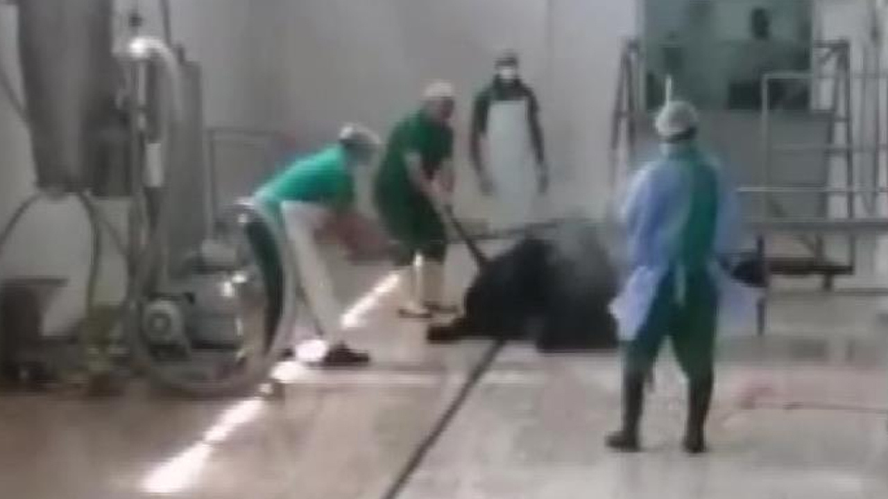 Adana Et ve Süt Kurumu'nda skandal görüntü! Büyükbaş hayvana eziyet ettiler: Demir sopayla öldürüldü