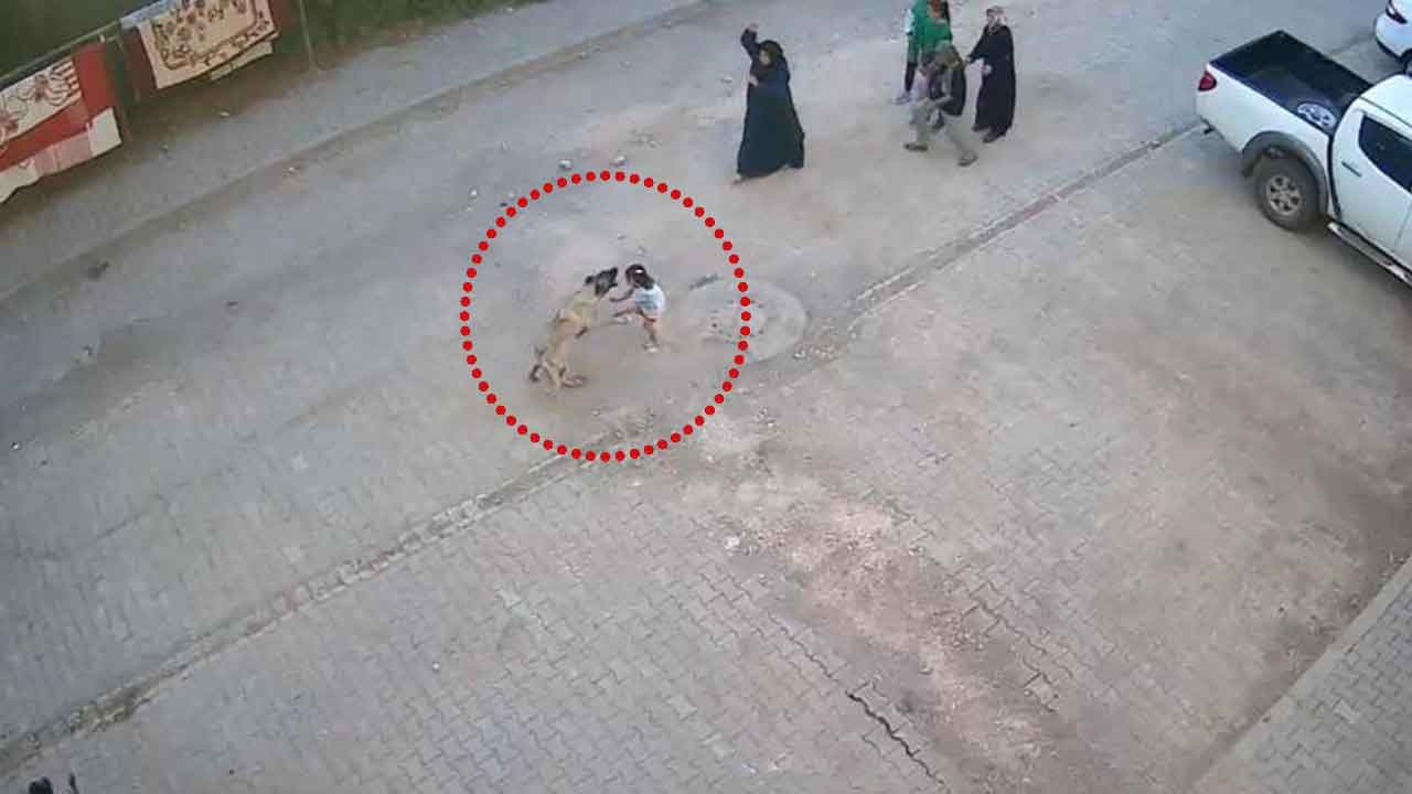 Şanlıurfa'da dehşet anları! Sokak köpeği 4 yaşındaki kız çocuğuna saldırdı: O anlar kamerada!